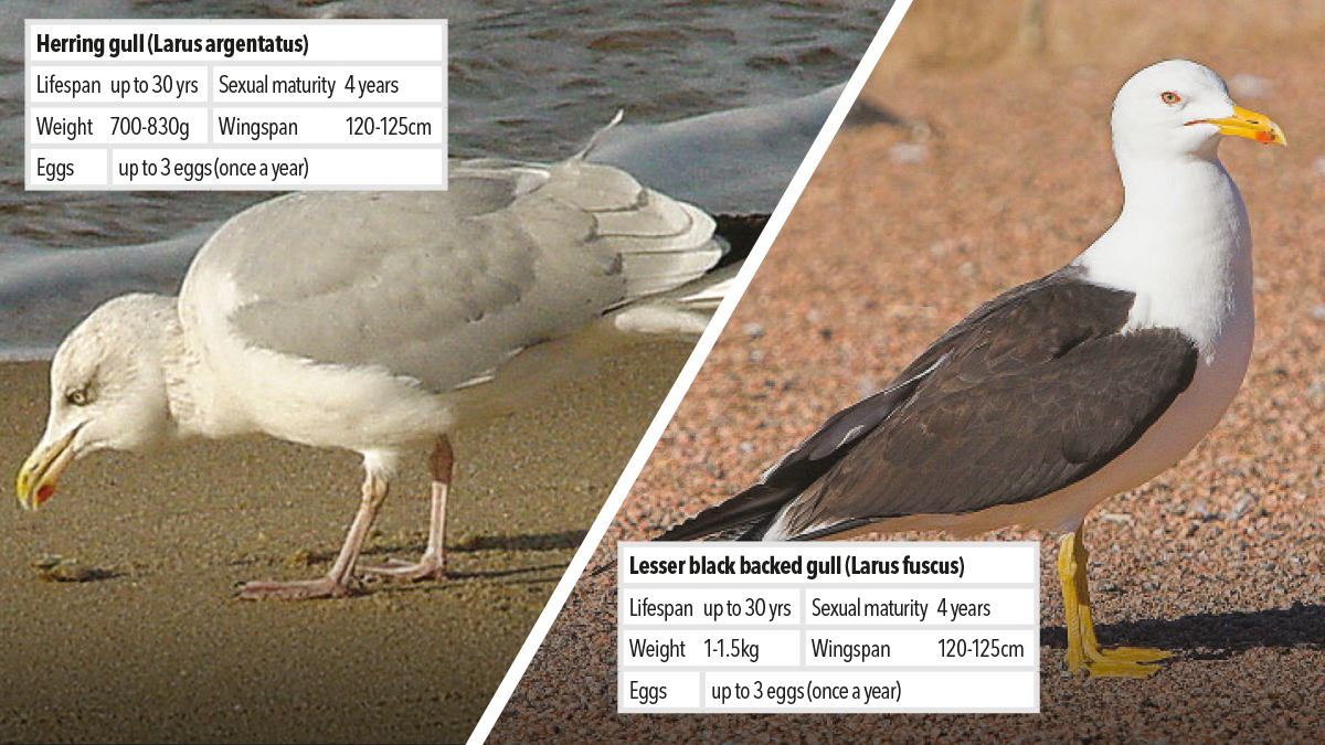 Controlling and managing Family Laridae sea gull pest